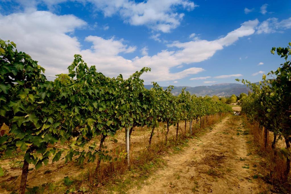 Agriturismo L'Ulivo In Fiore سبوليتو المظهر الخارجي الصورة